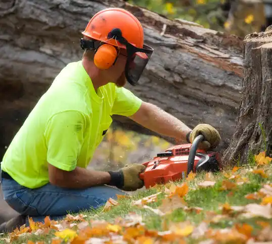 tree services Ottawa Hills